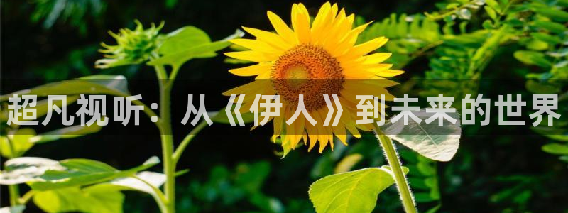 樱花视频v
